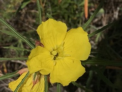 Calylophus