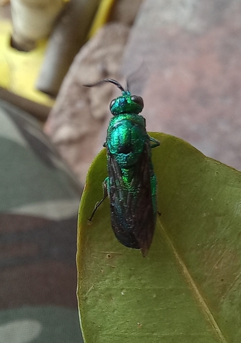 Chrysis lincea