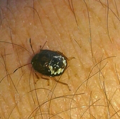 Dryadocoris apicalis