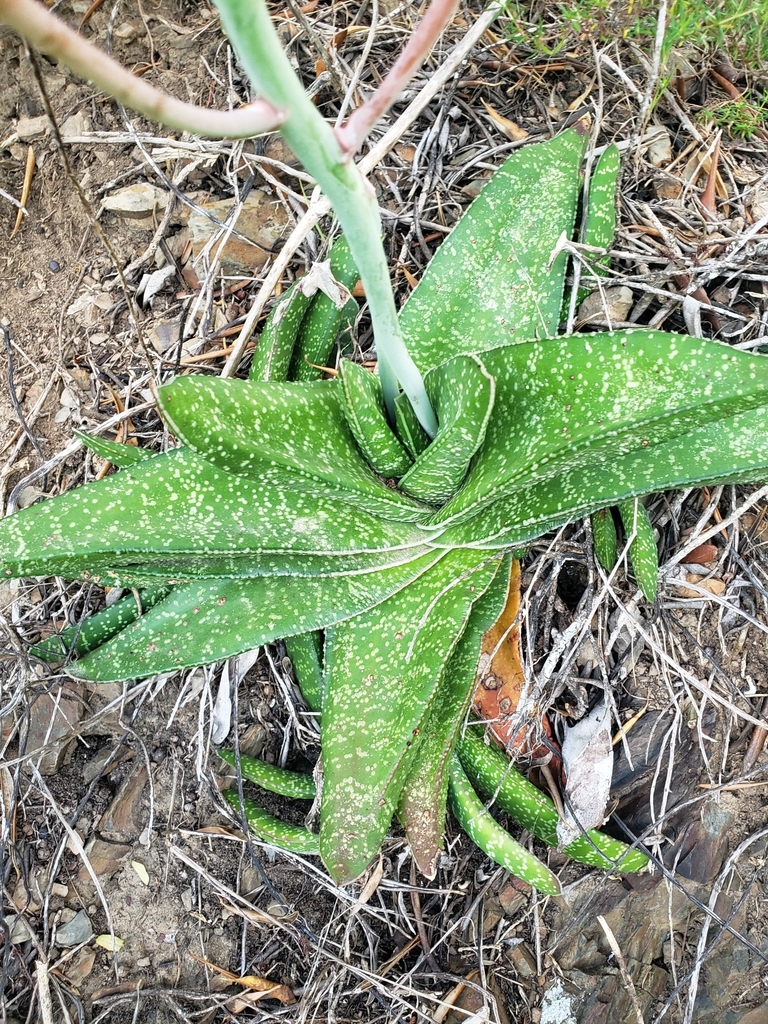 Gasteria carinata