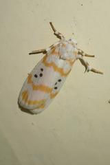 Cyana interrogationis