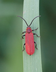 Lopheros rubens