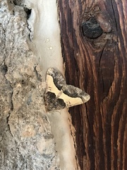 Frederickia hypaethrata