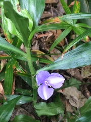 Coleotrype natalensis