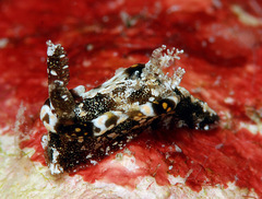 Goniodoris joubini