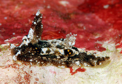Goniodoris joubini