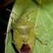 Green Shield Bug - Photo (c) Daniel, some rights reserved (CC BY-NC-SA)