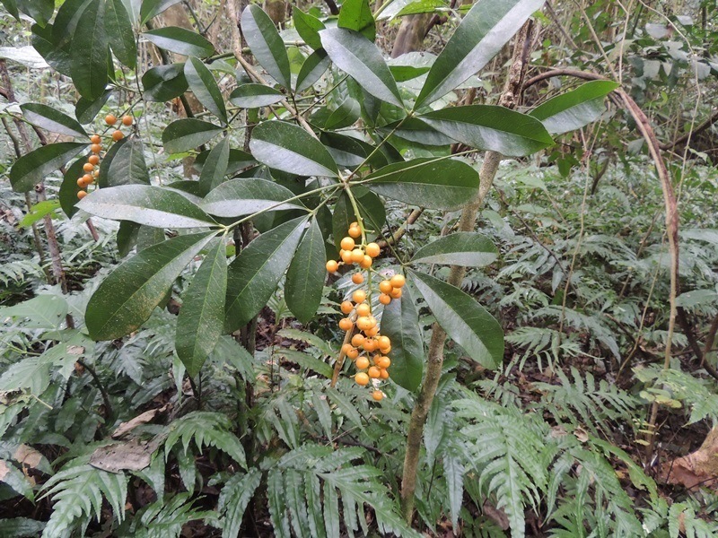Forchhammeria trifoliata