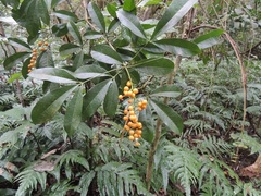 Forchhammeria trifoliata