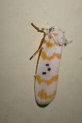 Cyana interrogationis