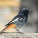 Black Redstart - Photo (c) Ben Deito, some rights reserved (CC BY-NC-SA)