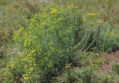 Senecio chrysocoma