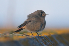 Black Redstart photo 5