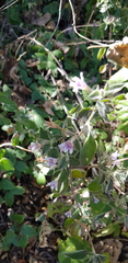 Dyschoriste hirsutissima