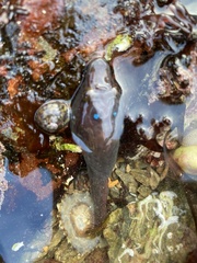 Lepadogaster purpurea