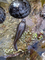 Lepadogaster purpurea