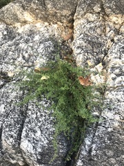Galium microphyllum