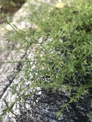 Galium microphyllum