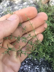 Galium microphyllum