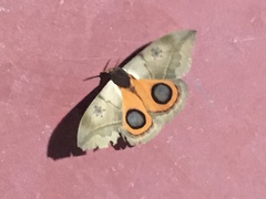 Automeris coresus