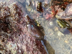 Lepadogaster purpurea