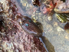 Lepadogaster purpurea