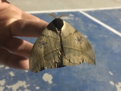 Automeris coresus
