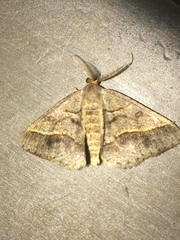 Isturgia spissata
