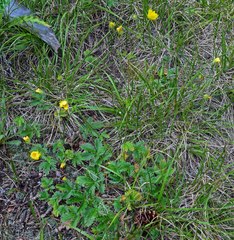 Potentilla pulcherrima