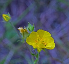 Potentilla pulcherrima
