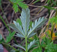 Potentilla pulcherrima