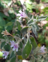 Dyschoriste hirsutissima