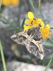 Frederickia hypaethrata