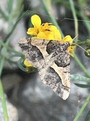 Frederickia hypaethrata