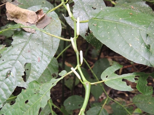 Guyanese pepper
