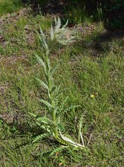 Cirsium scopulorum