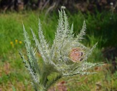 Cirsium scopulorum