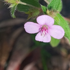 Schwackaea cupheoides