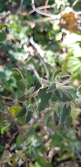 Dyschoriste hirsutissima