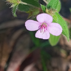 Schwackaea cupheoides