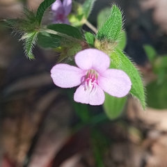 Schwackaea cupheoides