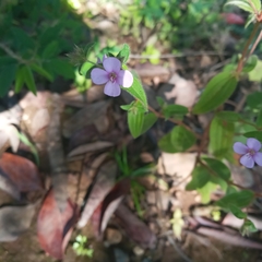 Schwackaea cupheoides