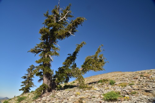 Pinus balfouriana ssp. balfouriana