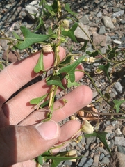 Philibertia gilliesii