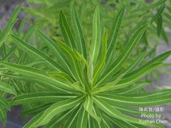 Euphorbia jolkinii