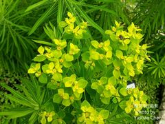 Euphorbia jolkinii