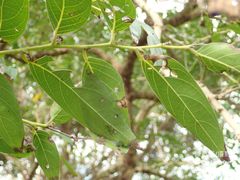 Glochidion lanceolatum