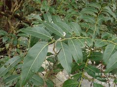 Glochidion lanceolatum