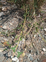 Philibertia gilliesii