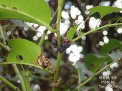 Glochidion lanceolatum